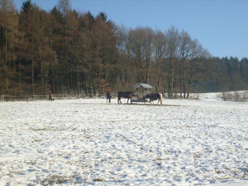 Winterweide